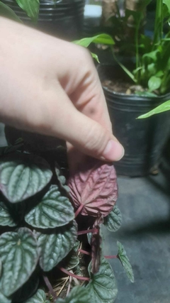 PEPEROMIA RUGOSA CAPERATA - El Viverito
