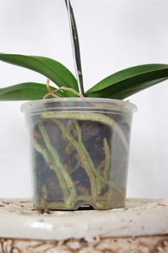 ORQUIDEAS VARIAS M14 - comprar online