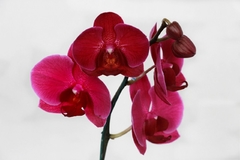 ORQUIDEAS VARIAS M14 - El Viverito