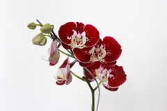 ORQUIDEAS VARIAS M14 en internet
