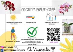 ORQUIDEA PHALAENOPSIS M13 PIMPOLLO - tienda online