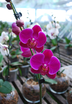 ORQUIDEA PHALAENOPSIS M13 PIMPOLLO - El Viverito