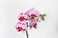 PHALAENOPSIS ORQUIDEA