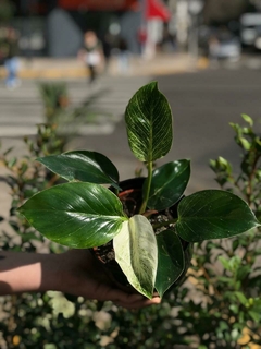 PHILODENDRON BIRKIN - El Viverito