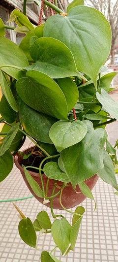 CORDATUM VERDE - comprar online