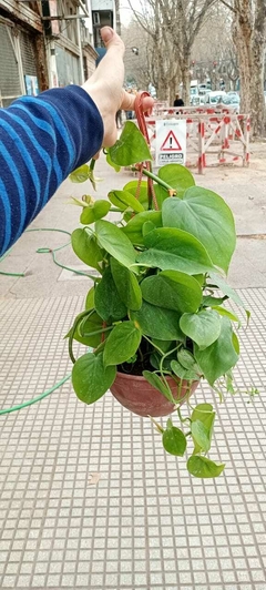 CORDATUM VERDE