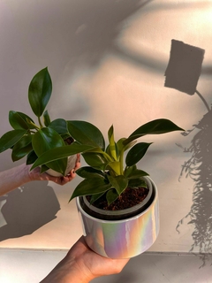 PHILODENDRON GREEN PRINCESS en internet