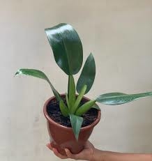 PHILODENDRON PAKOVA M17