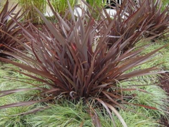 PHORMIUM TENAX ATROP. NANA