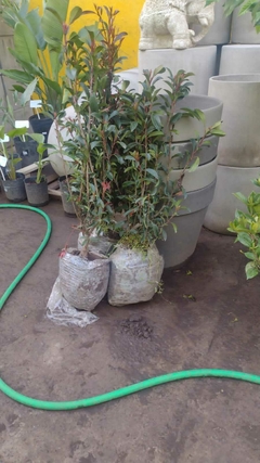 PHOTINIA FRASSERI ARBUSTO