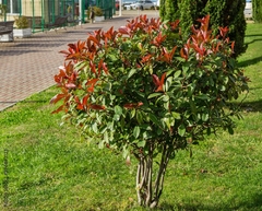 PHOTINIA FRASSERI ARBOLITO 15LTS