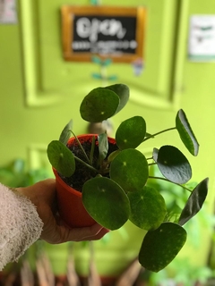 PILEA PEPEROMIOIDES