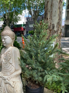 PINO PICEA PUNGENS GLAUCA