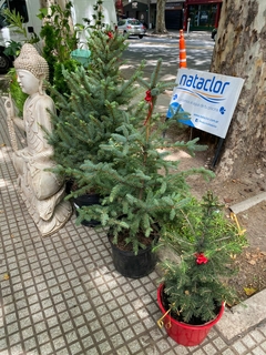 PINO PICEA PUNGENS GLAUCA - comprar online