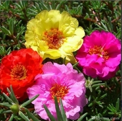 PORTULACA