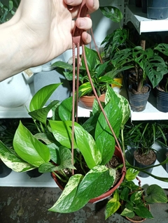 POTHUS BLANCO