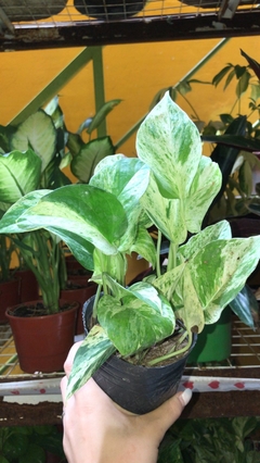 POTHUS BLANCO - comprar online