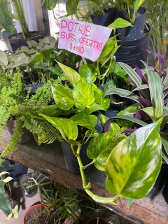 POTHUS en internet