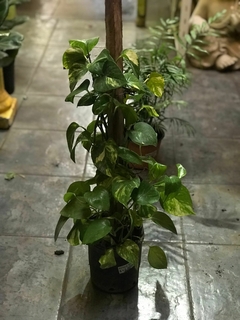 POTHUS