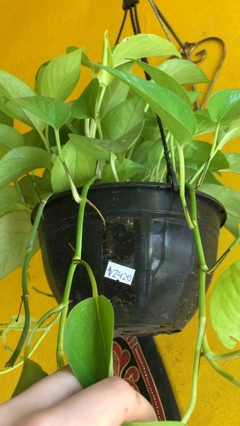 POTHUS LEMON en internet