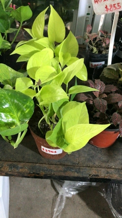 POTHUS LEMON - comprar online