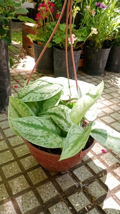 POTHUS SILVER