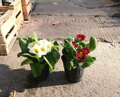PRIMULA PRIMAVERA en internet
