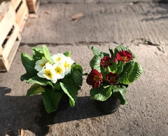 PRIMULA PRIMAVERA - comprar online