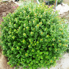 RHUS CRENATA 4LTS