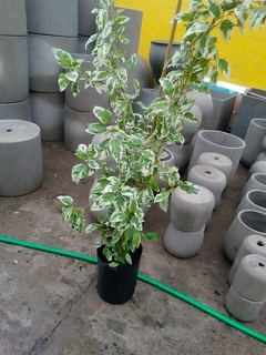 ROSA CHINA MATIZADA - comprar online