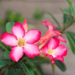 ADENIUM (ROSA DEL DESIERTO) - comprar online