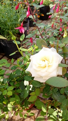 ROSAL ROCOCO