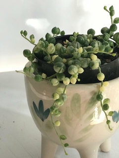 ROSARIO VARIEGADO