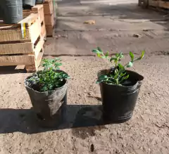 pack RUDA MACHO Y RUDA HEMBRA