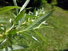 SAUCE CRIOLLO SALIX HUMBOLDTIANA - comprar online