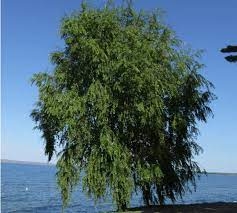 SAUCE CRIOLLO SALIX HUMBOLDTIANA