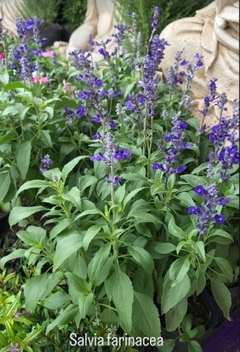 SALVIA FARINACEA - comprar online