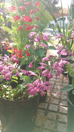 Salvia greggii - El Viverito