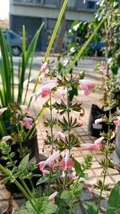 Salvia greggii - tienda online
