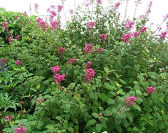 SALVIA INVOLUCRATA 3LTS