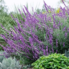 SALVIA LEUCANTA