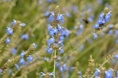 SALVIA ULEAGINOSA