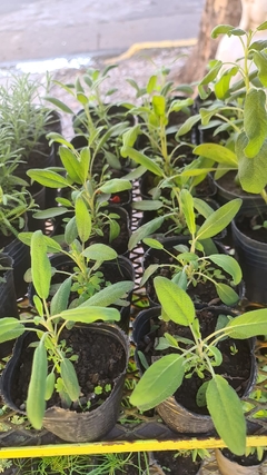 SALVIA COMESTIBLE