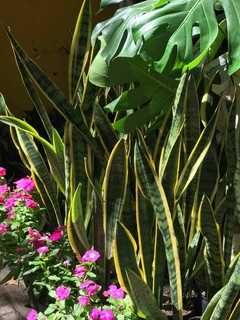 SANSEVIERIA en internet