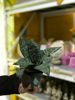 SANSEVIERA ENANA