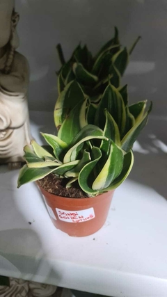 SANSEVIERIA GOLDEN LOTUS M14