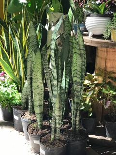SANSEVIERIA - tienda online