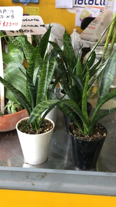 SANSEVIERIA ZEYLANICA M08 - El Viverito