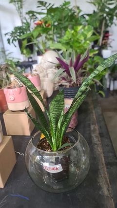 SANSEVIERIA ZEYLANICA M08 - tienda online