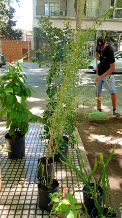 Sauce eléctrico SALIX ERYTROFLEXUOSA